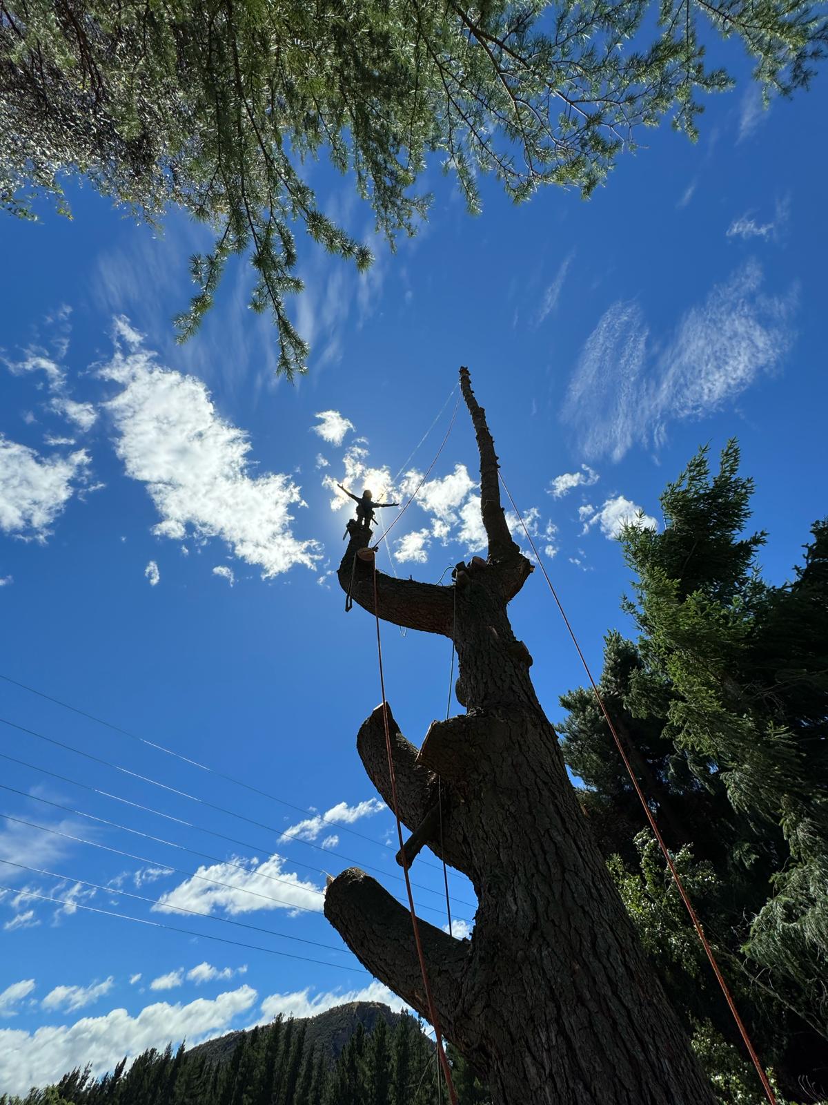An arborist silhouetted high in a bare tree against a blue sky, arms out on the ropes