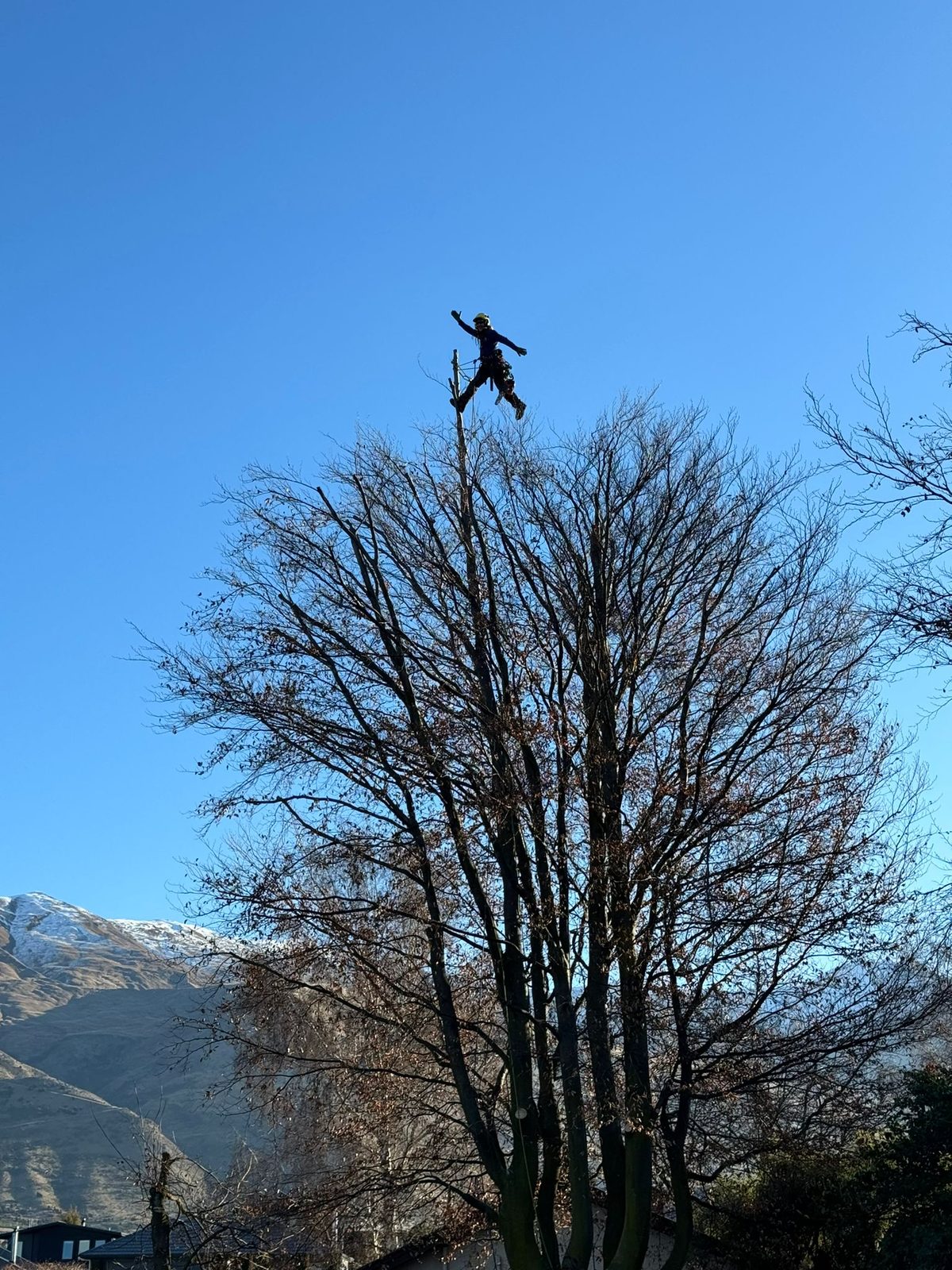 An arborist at the very top of a tall bare tree, snow on the mountains behind