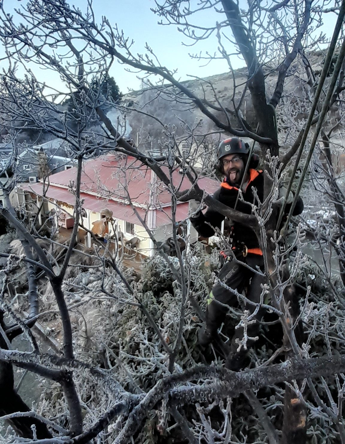 An arborist roped into a tree coated in hoar frost, a red-roofed house below