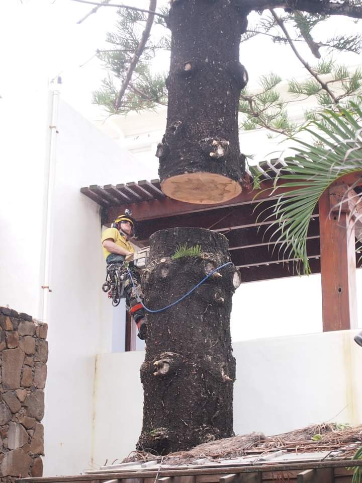 An arborist roped onto the cut trunk of a pine right beside a white house and pergola