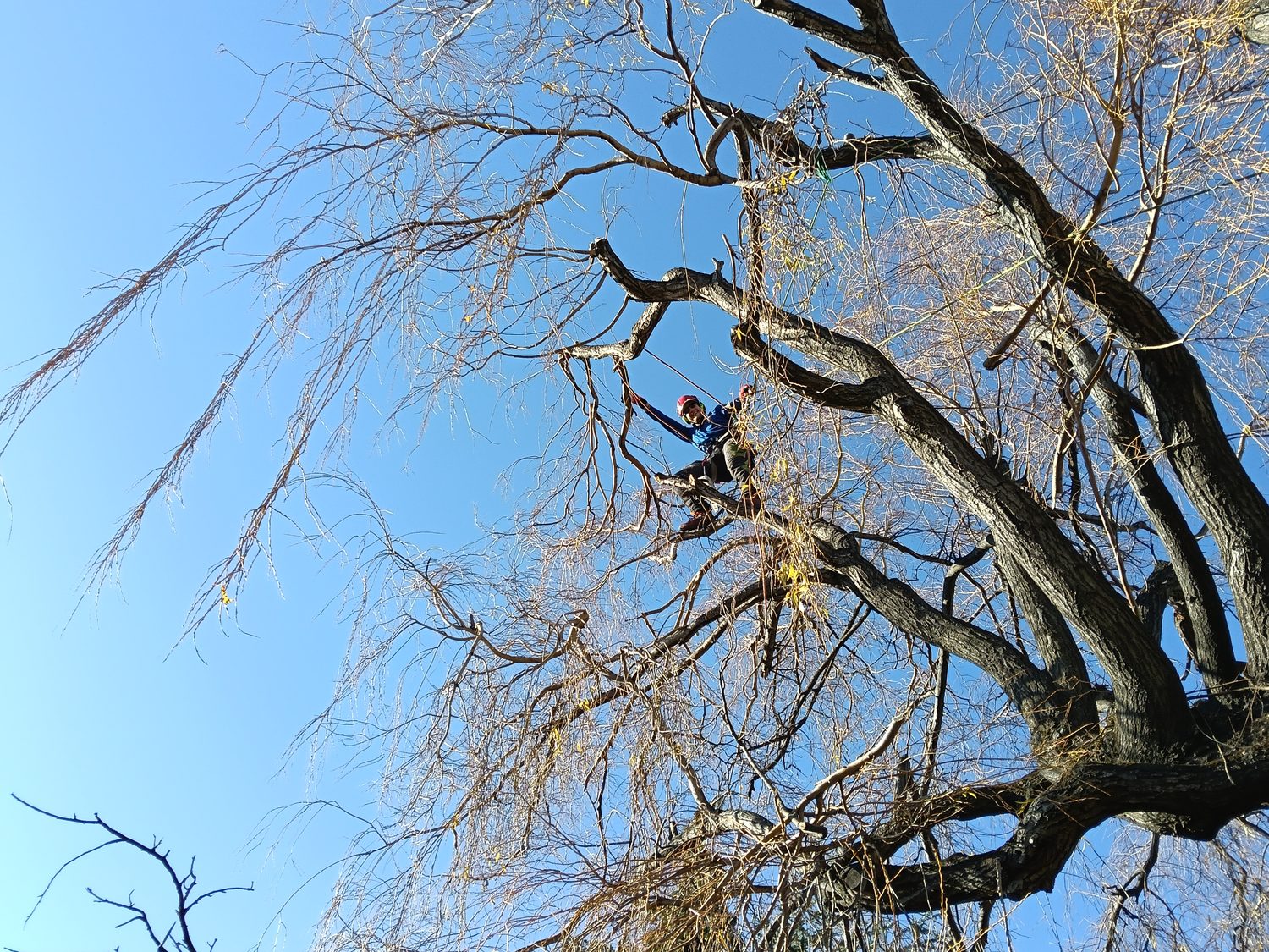 Looking up into a big willow, a climber roped in among its branches against a blue sky