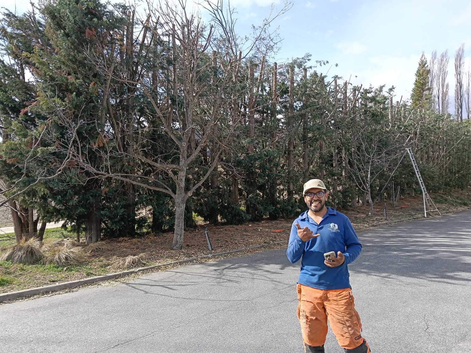 An arborist in a blue shirt and orange trousers in front of a tall conifer hedge that has just been trimmed hard, a ladder against it