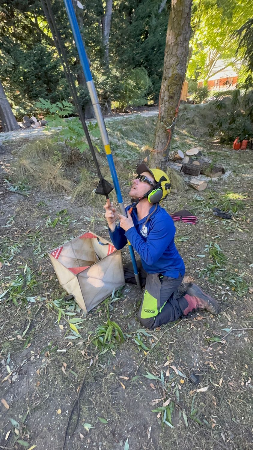 An arborist kneeling under a tree, aiming a pole slingshot up into the canopy to set a throw line, its bag open beside him