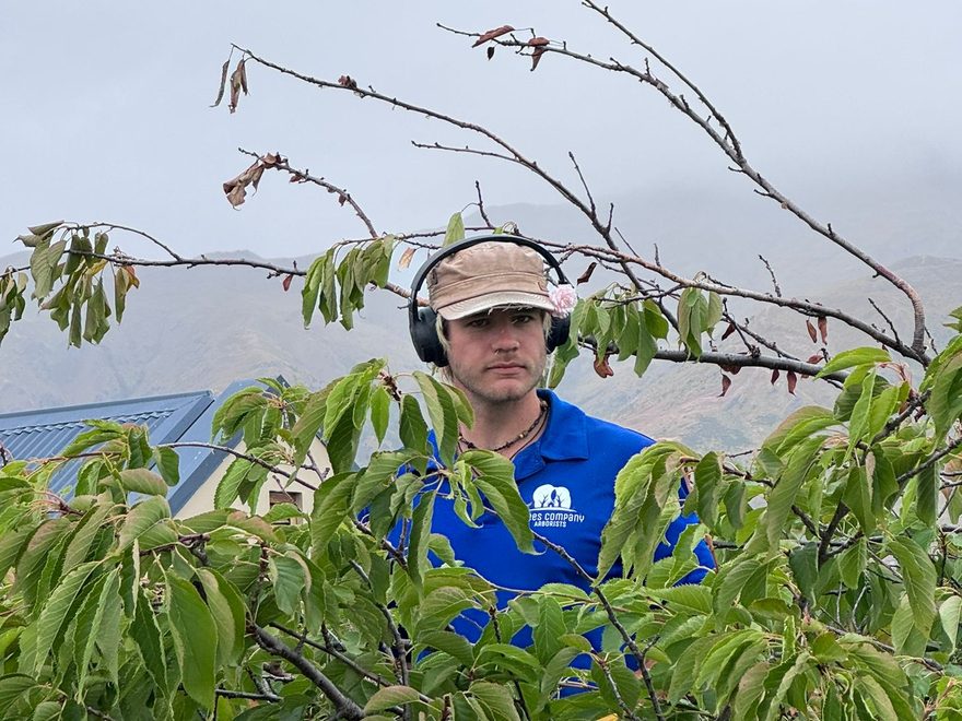 An arborist in a helmet looking out from among the green leaves of a tree